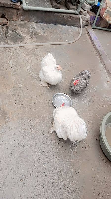 Bantam hens | Bantam Trio | hen for sale 0