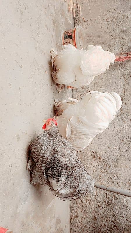 Bantam hens | Bantam Trio | hen for sale 3