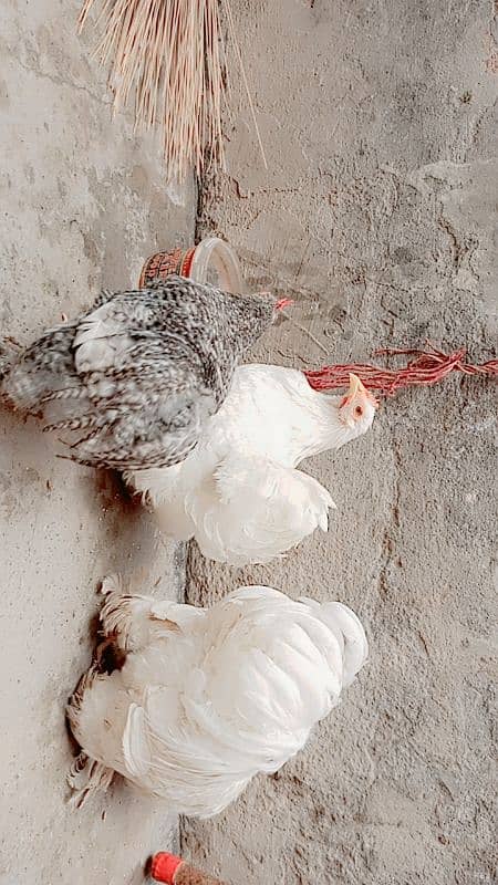 Bantam hens | Bantam Trio | hen for sale 4