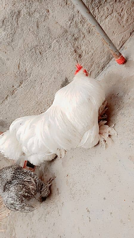 Bantam hens | Bantam Trio | hen for sale 5