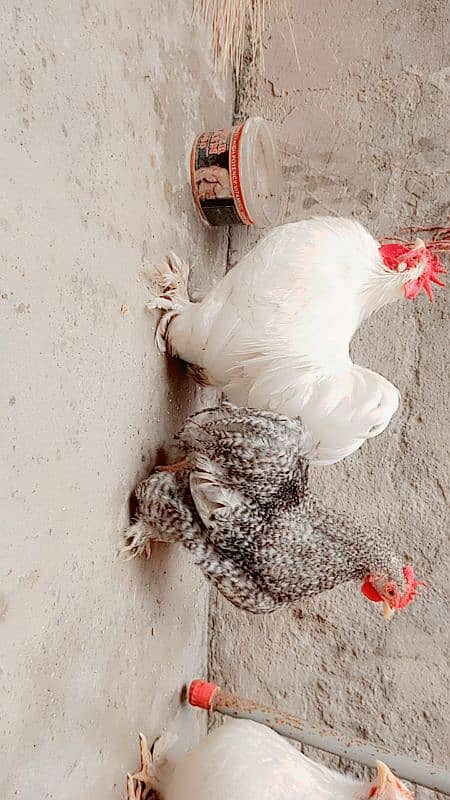 Bantam hens | Bantam Trio | hen for sale 6