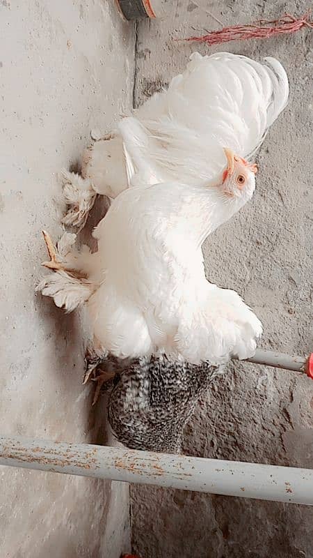 Bantam hens | Bantam Trio | hen for sale 7