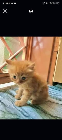 PERSIAN kitten