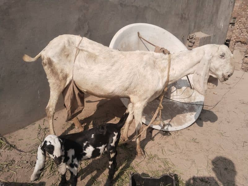 Bakri sath bacha 0