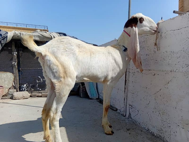 gulabi Bakri with 3 months female patari kid for sell 0