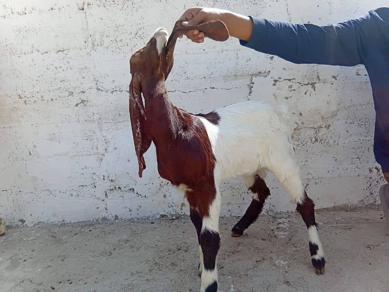 gulabi Bakri with 3 months female patari kid for sell 1