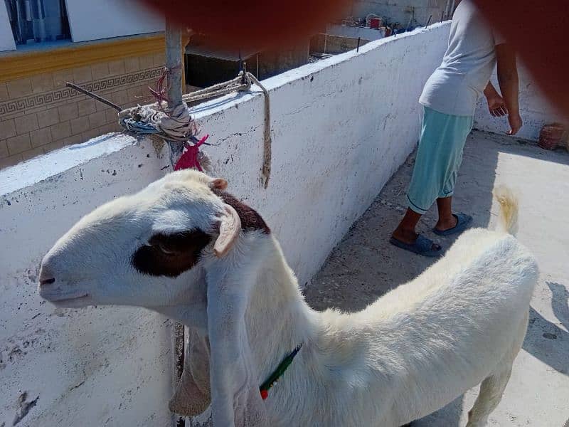 gulabi Bakri with 3 months female patari kid for sell 2