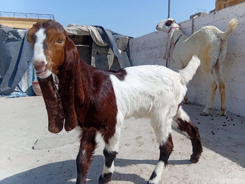 gulabi Bakri with 3 months female patari kid for sell 3