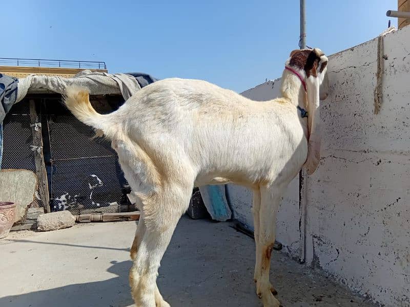 gulabi Bakri with 3 months female patari kid for sell 4