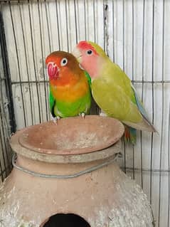 fisher love birds