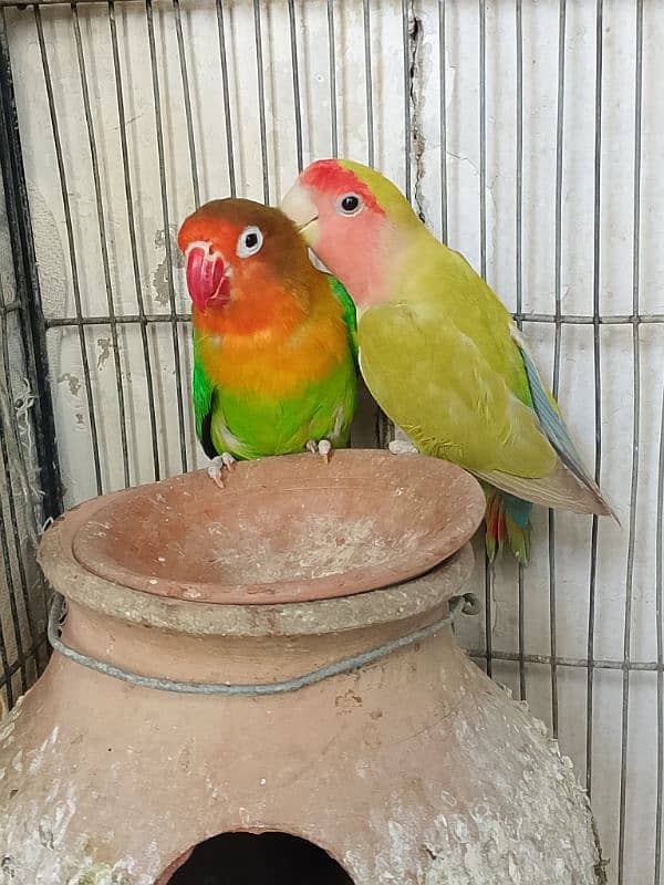 fisher love birds 0