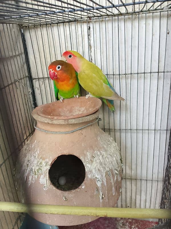 fisher love birds 2