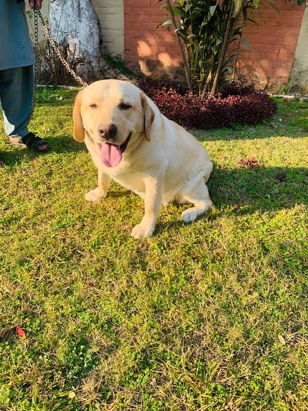 Top quality British Labrador parents imported from uk age 9 months 0