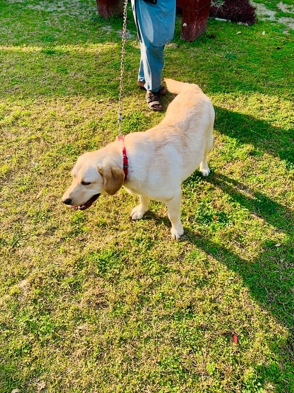 Top quality British Labrador parents imported from uk age 9 months 1