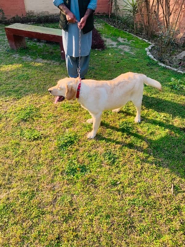 Top quality British Labrador parents imported from uk age 9 months 2