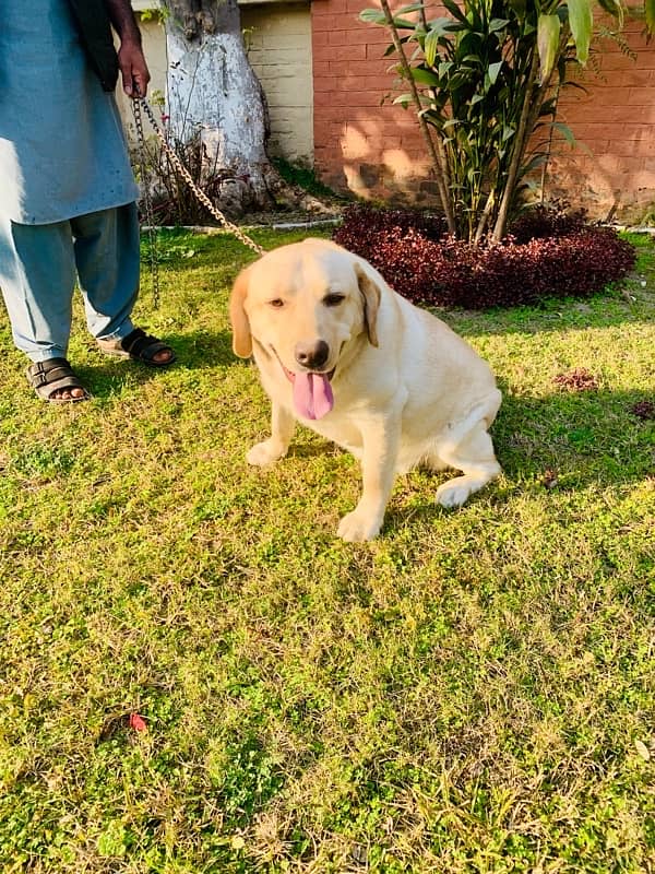 Top quality British Labrador parents imported from uk age 9 months 3