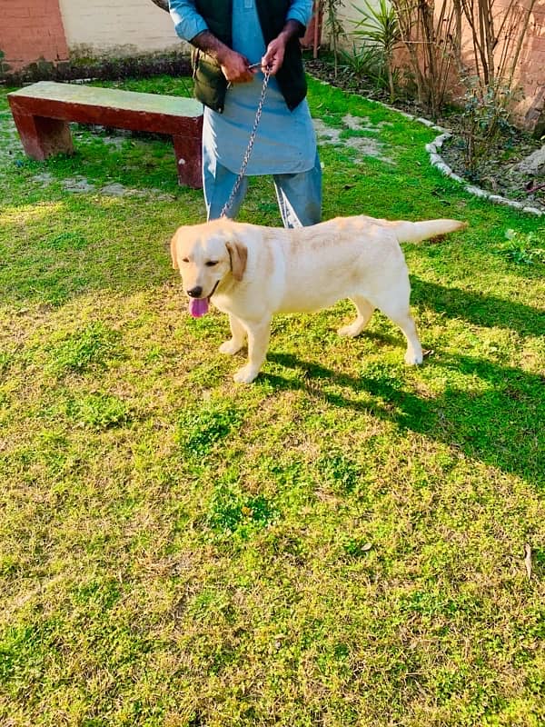 Top quality British Labrador parents imported from uk age 9 months 4