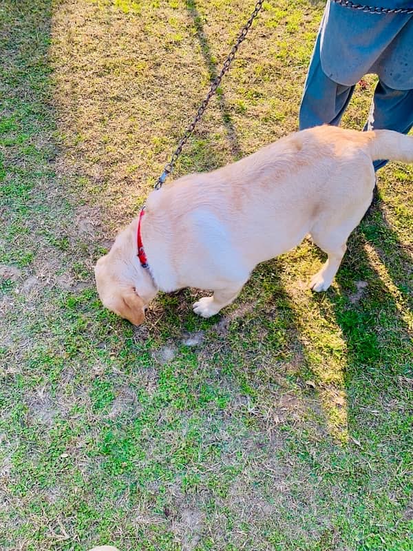 Top quality British Labrador parents imported from uk age 9 months 5