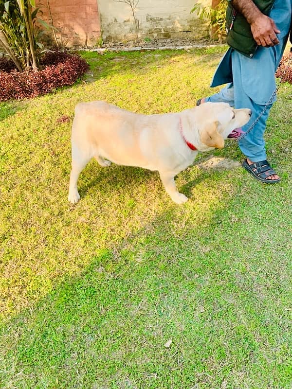 Top quality British Labrador parents imported from uk age 9 months 6