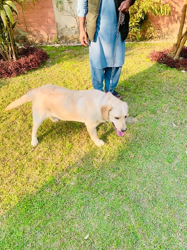 Top quality British Labrador parents imported from uk age 9 months 7