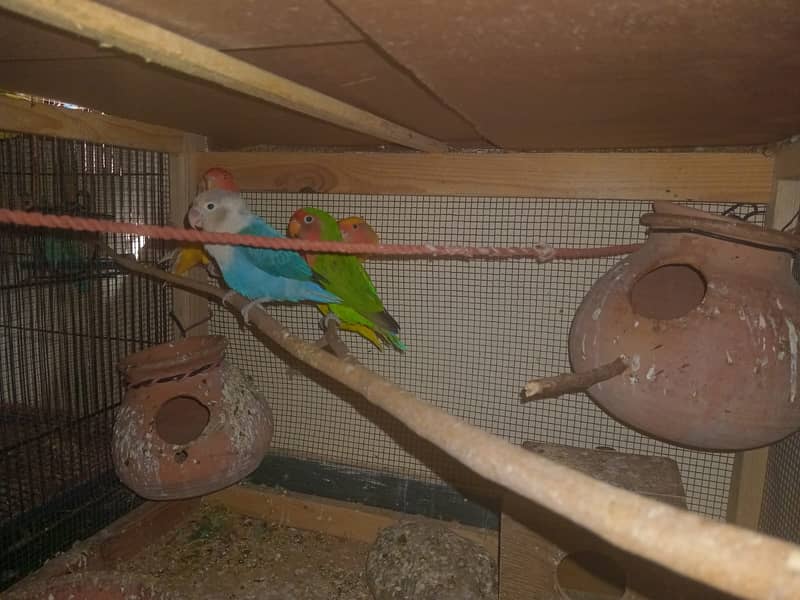 Love bird pair 0