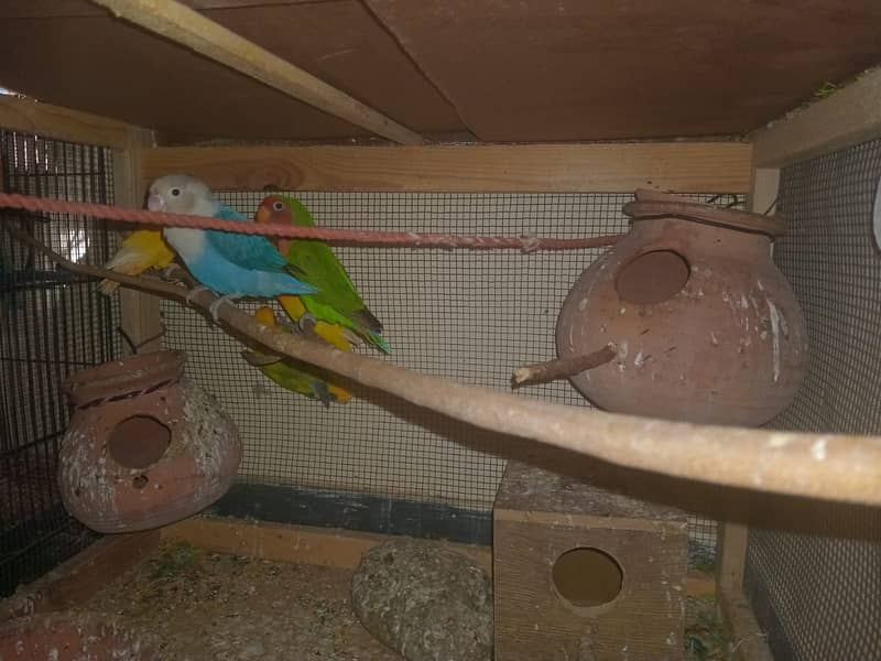 Love bird pair 2