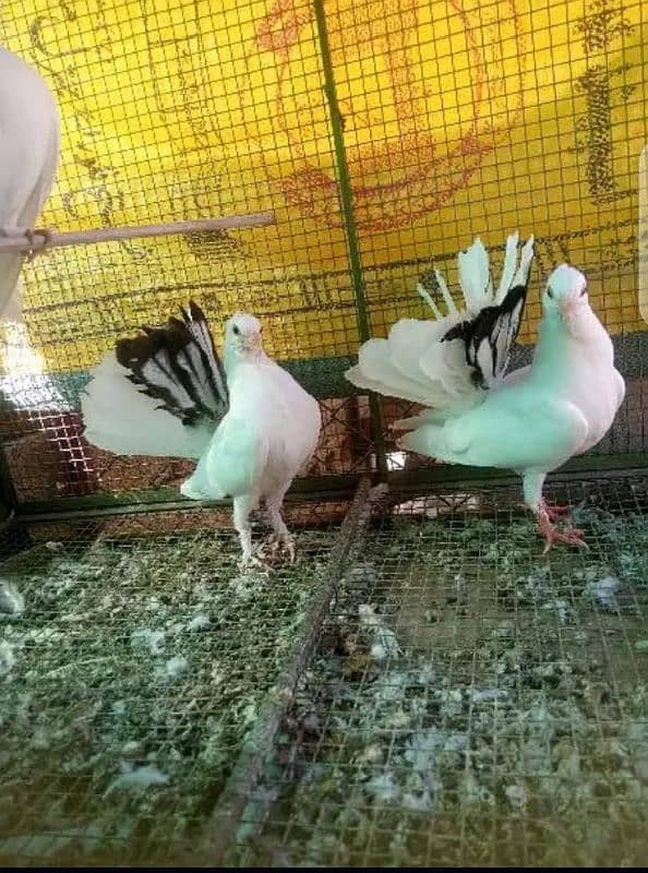 English fantail baby  pair for sale 0