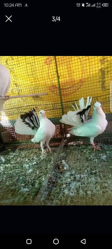 English fantail baby  pair for sale 2