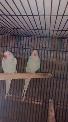 Blue lacwing paiet Breeder pair