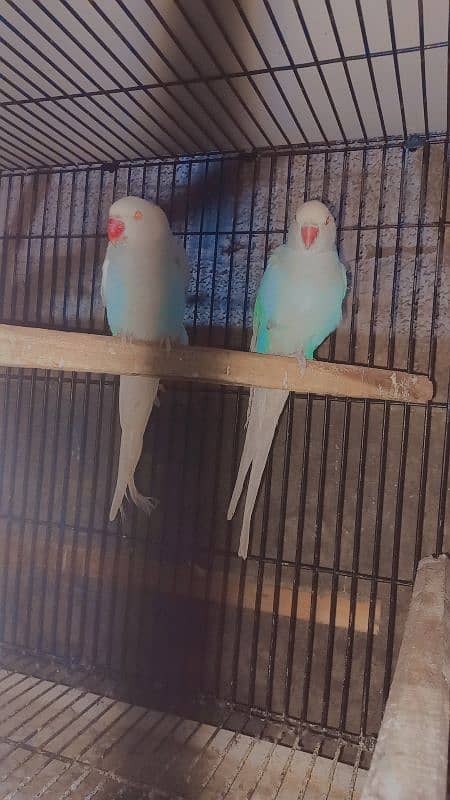 Blue lacwing paiet Breeder pair 1