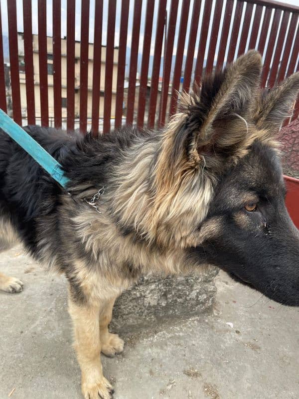 long coat Pure bred Male German Shepherd 1