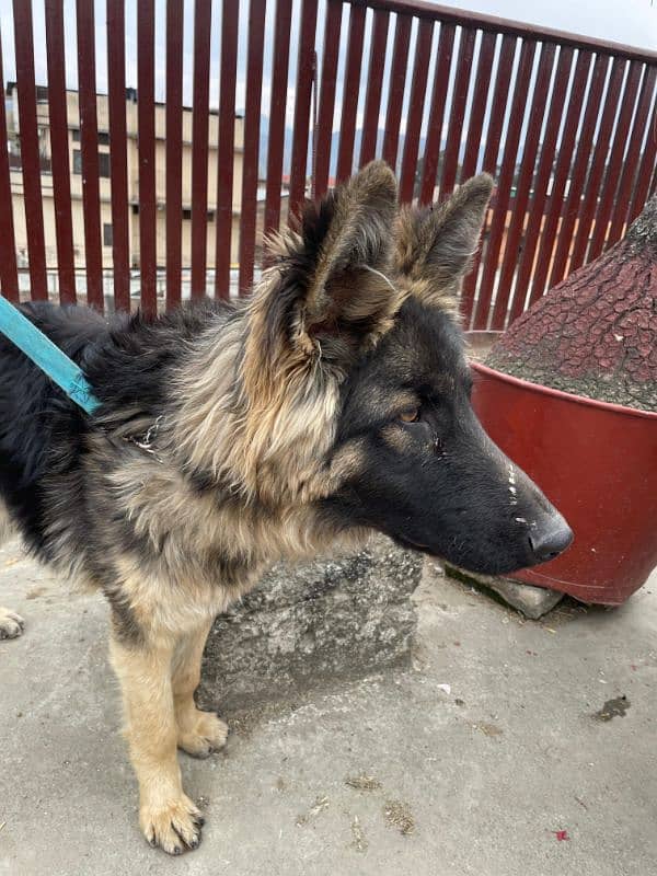 long coat Pure bred Male German Shepherd 2