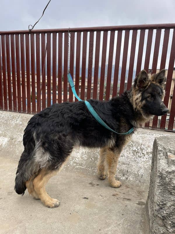 long coat Pure bred Male German Shepherd 3