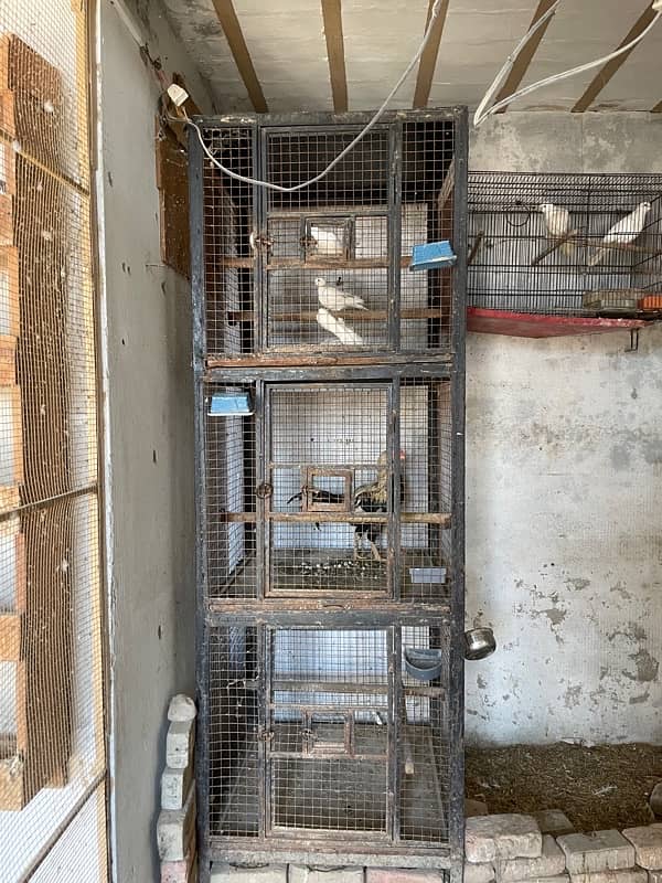 Cages urgent for sale 03351209007 4