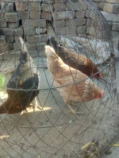 egg laying hens for sale