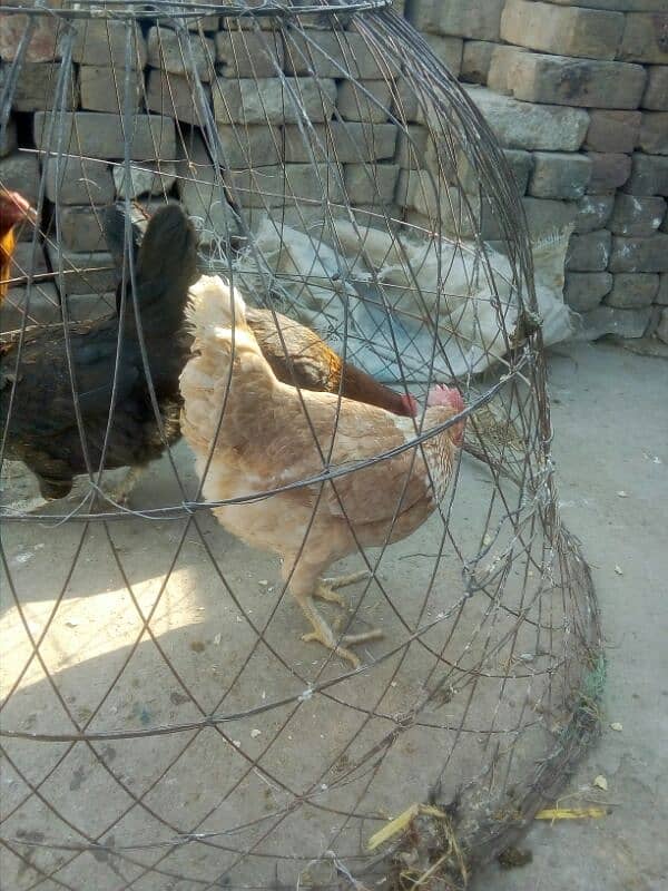 egg laying hens for sale 1