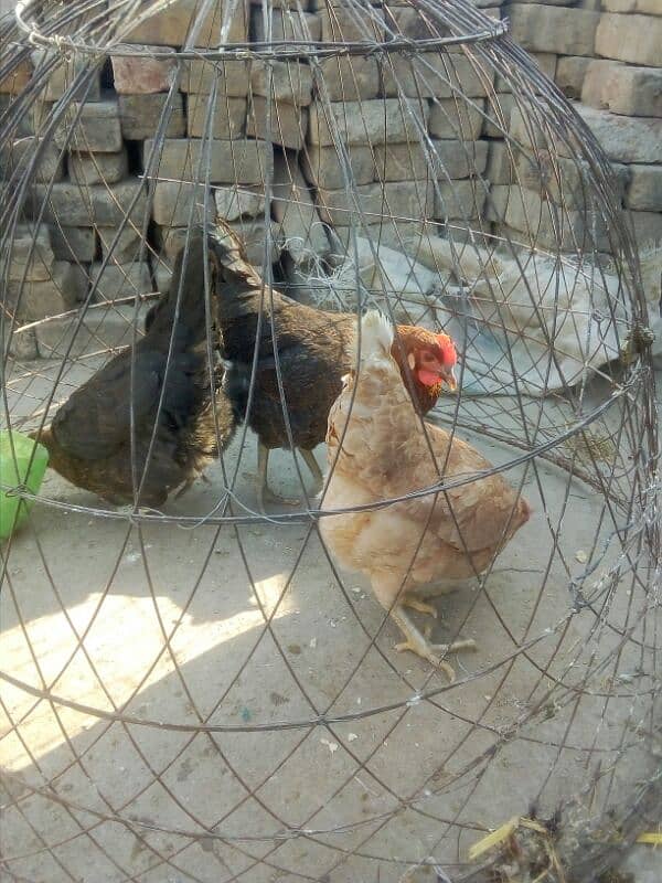 egg laying hens for sale 2