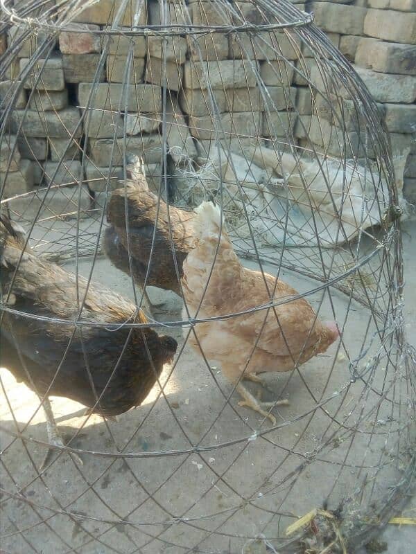 egg laying hens for sale 3