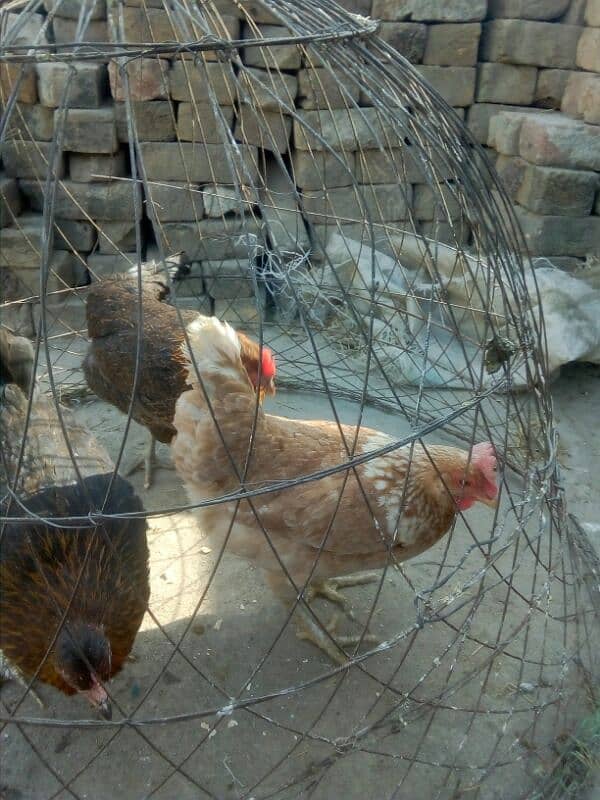 egg laying hens for sale 4