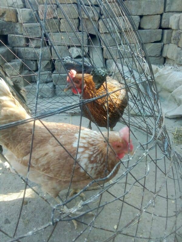 egg laying hens for sale 5