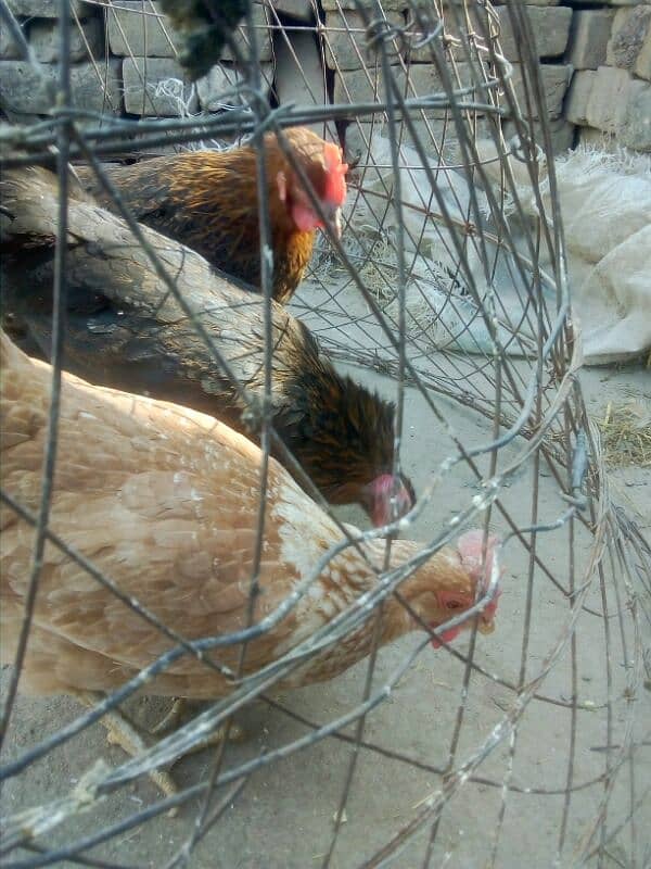 egg laying hens for sale 6