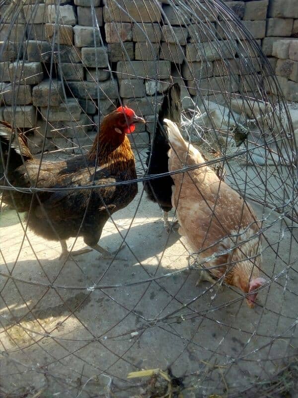 egg laying hens for sale 7