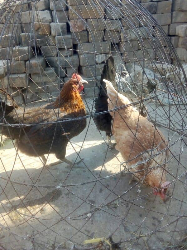 egg laying hens for sale 8