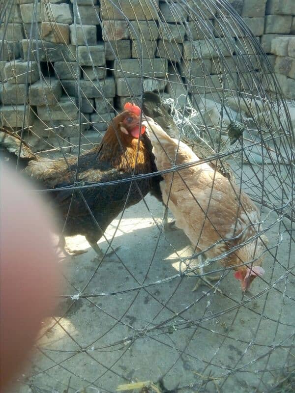 egg laying hens for sale 9