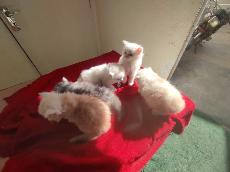 Pure Persian long hair semi punch face Kittens male/female both 0