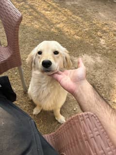 Female golden retriever puppy 5 months