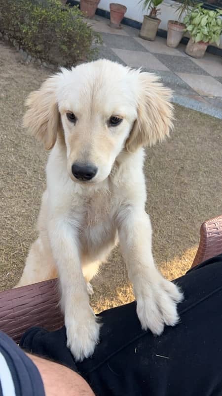 Female golden retriever puppy 2