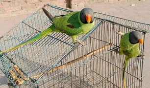 kashmiri beautiful breadar parrots