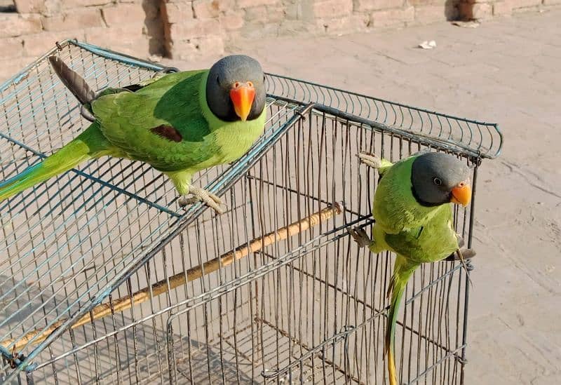 kashmiri beautiful breadar parrots 1