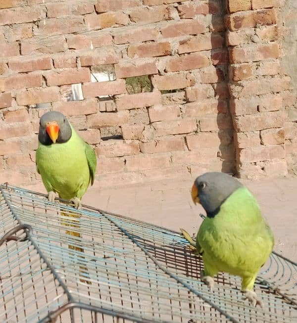 kashmiri beautiful breadar parrots 2